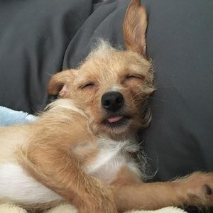 Meet your Posher, Samantha